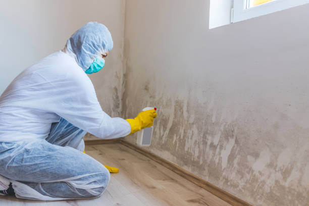 Licensed Black Mold Remediation service in Woodbine, NJ - 24 Hour Mold Removal