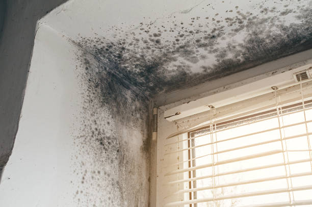 Affordable Black Mold Remediation solutions in Woodbine, NJ