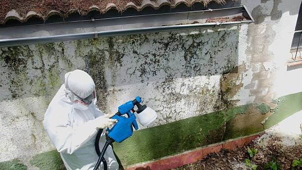Top rated local Black Mold Remediation specialists in Woodbine, NJ